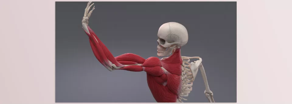 X-Muscle System - Sample 2