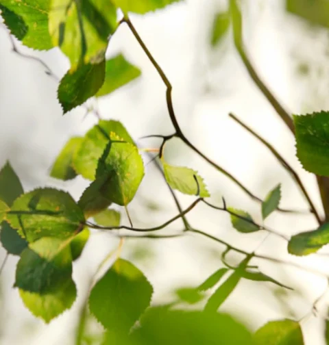 Anytree: Achieve Vibrant Trees with Quick Workflow in Blender 5