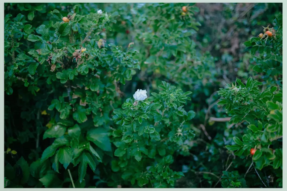 VGCO FUJI 400H - Sample 1